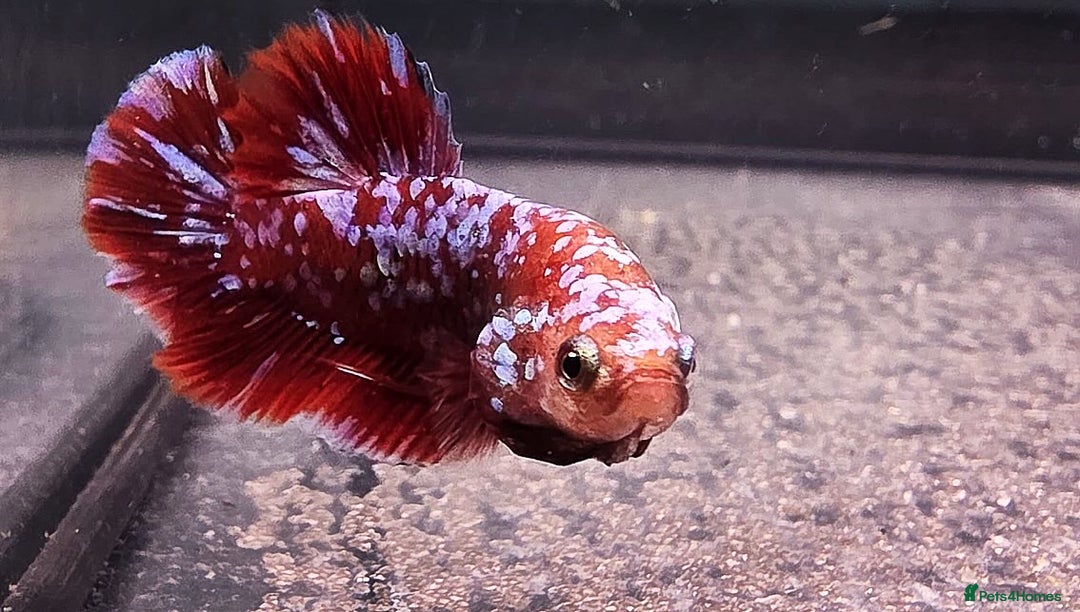 Bettas fish for sale: Betta shipment list for wednesday !!! ⬇️  - Advert 8