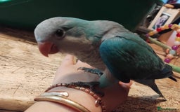 Parrots birds for sale: Hand reared Quaker and Conure chicks - Image 26