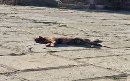 Mixed Breed cats for sale: Purrrfect kittens for sale - Advert 7