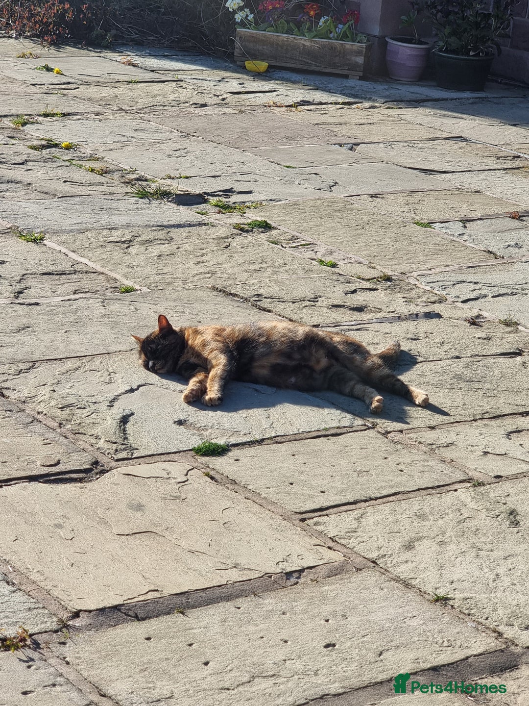 Mixed Breed cats for sale: Purrrfect kittens for sale - Advert 7