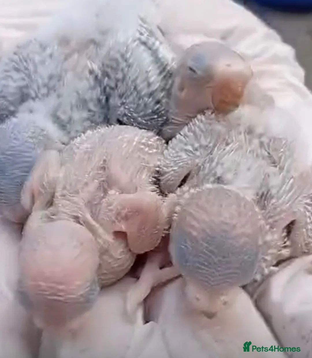 Mixed Breed birds for sale: Hand reared budgies and other birds - Advert 2