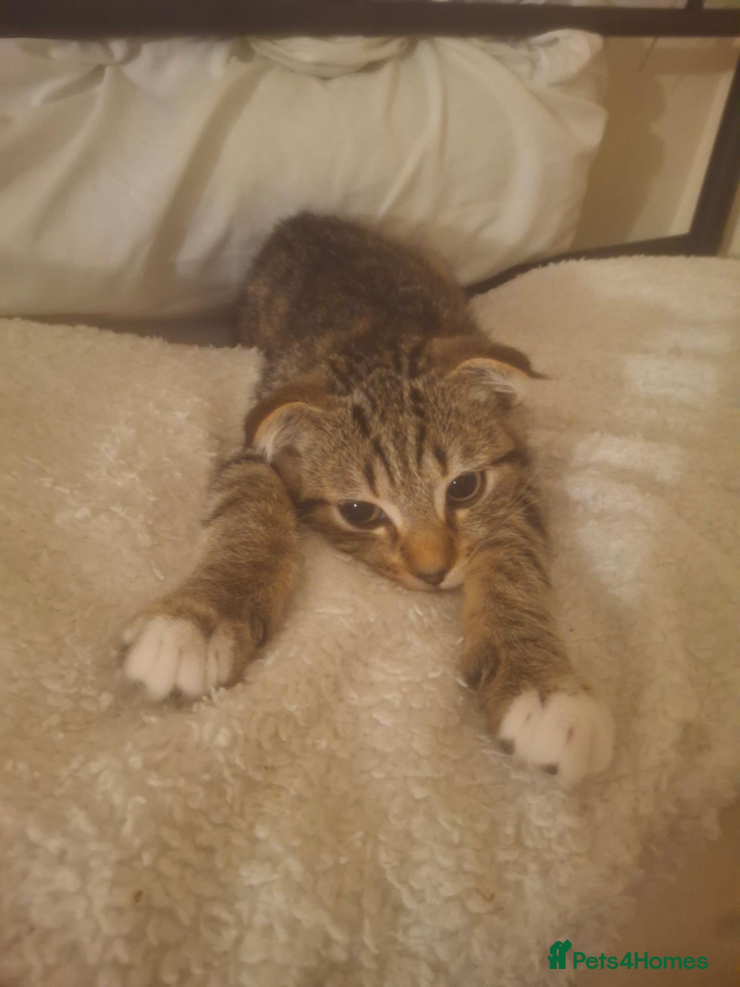 Scottish Fold cats for sale: Female half Scottish fold kittens x2 - Advert 2