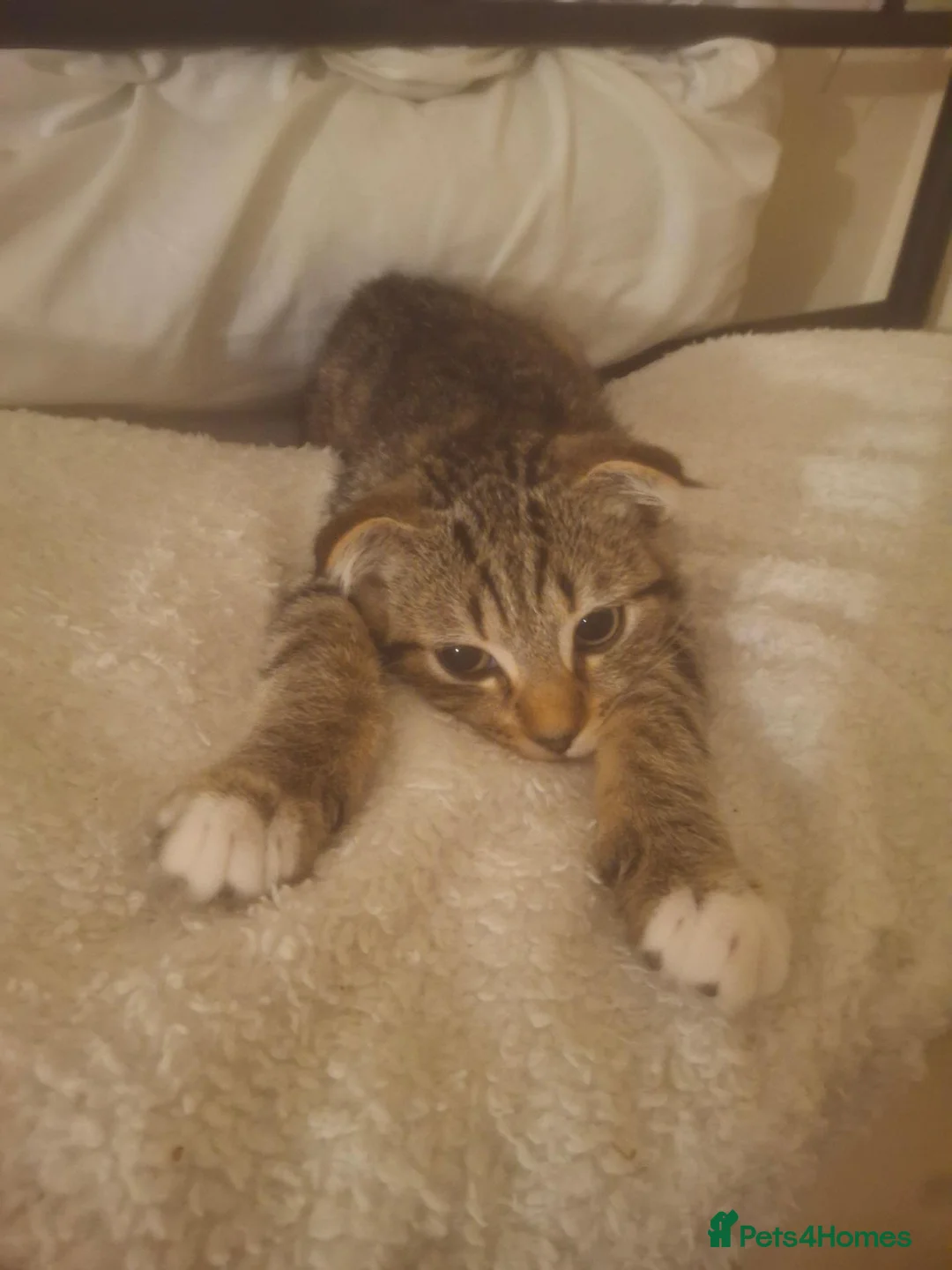 Scottish Fold cats for sale: Female half Scottish fold kittens x2 in Aldershot - Advert 1