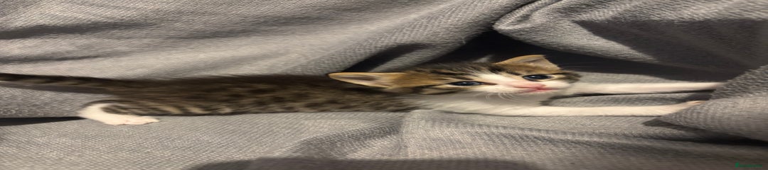 Domestic Shorthair Kitten 1