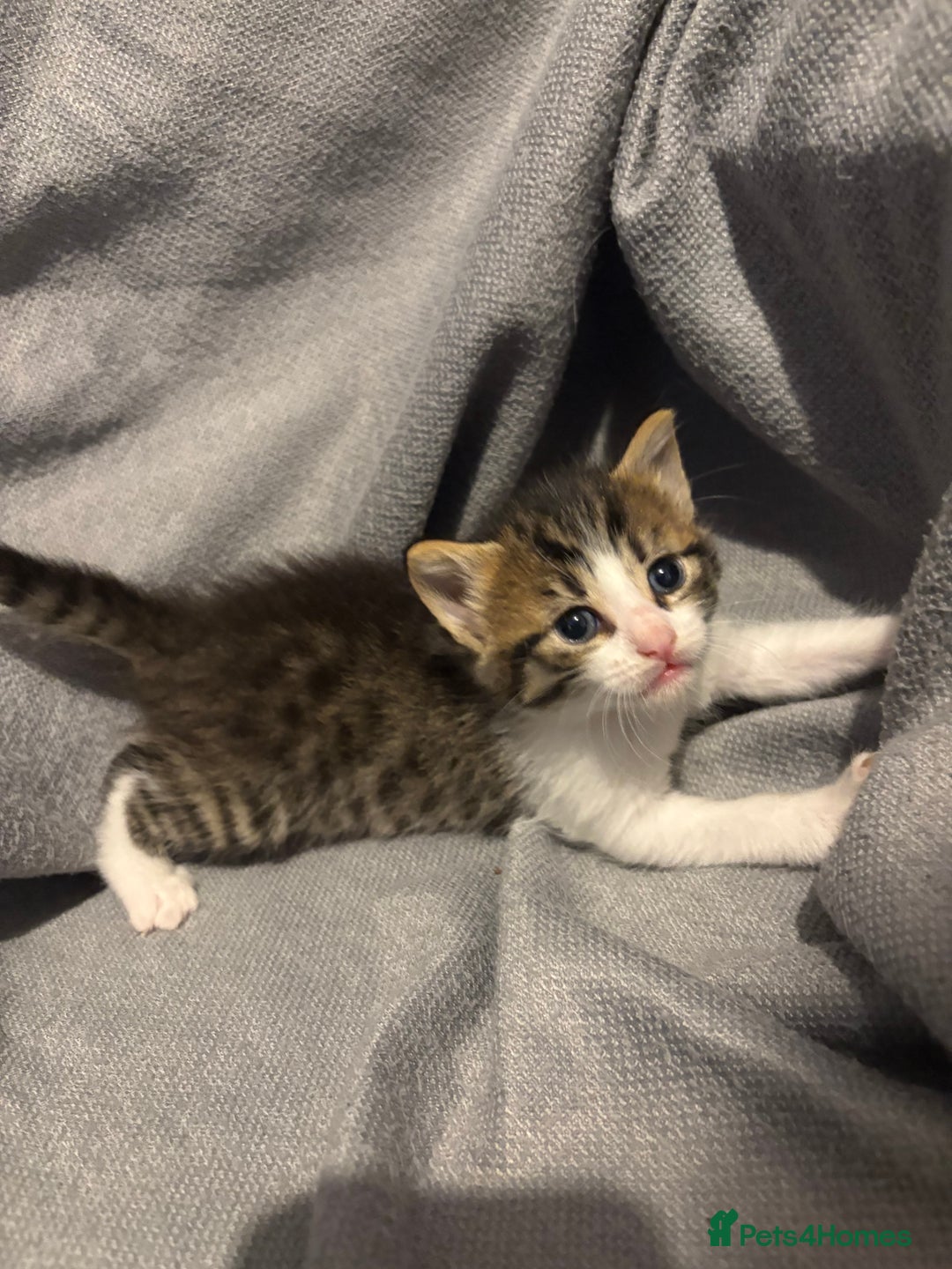 Domestic Shorthair cats for sale: 5 Beautiful Kittens 🖤 - Image 7