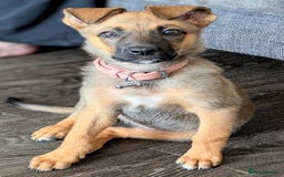 Mixed Breed dogs for sale: Malinois rotti cross puppy’s for sale - Image 1