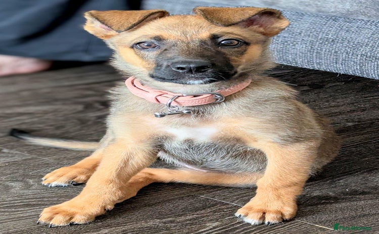Mixed Breed dogs - Advert 9