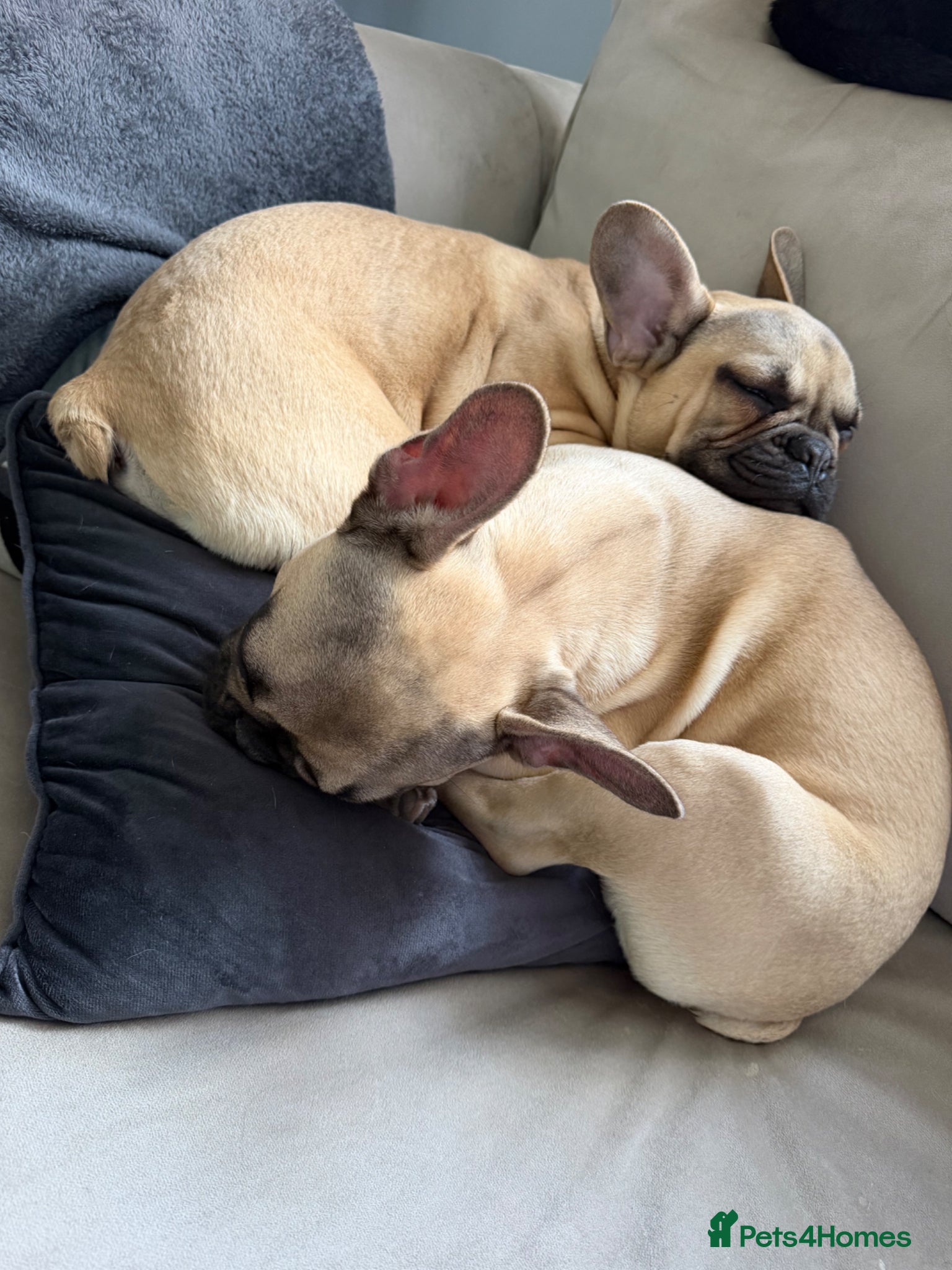 French Bulldog dogs French bulldogs  - Advert 2