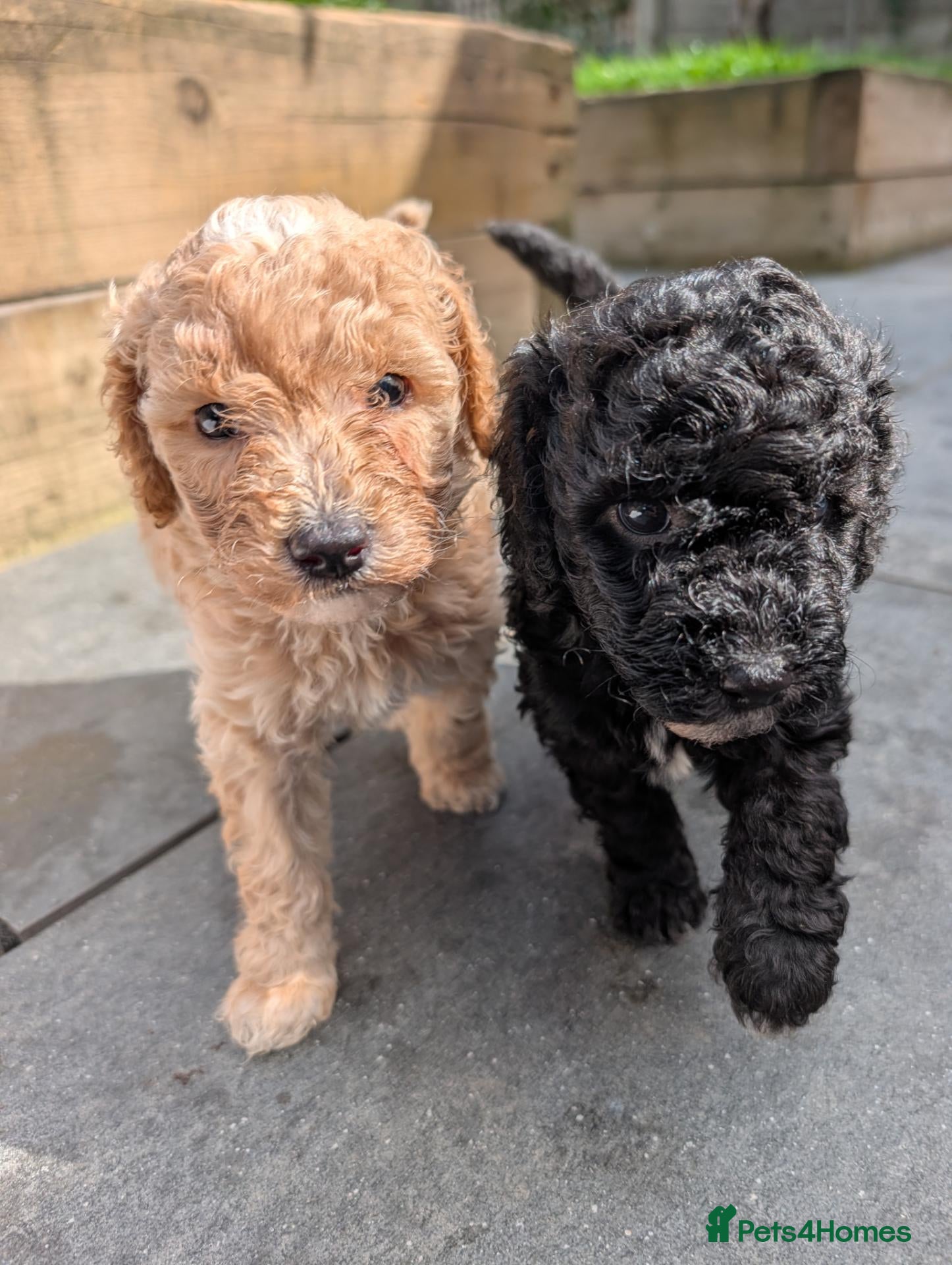 Sheepadoodle dogs Sheepadoddle Puppies  - Advert 1