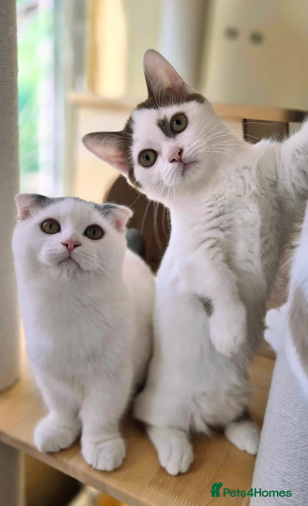 Munchkin cats for sale: Super short legs Munchkin kittens  - Advert 2
