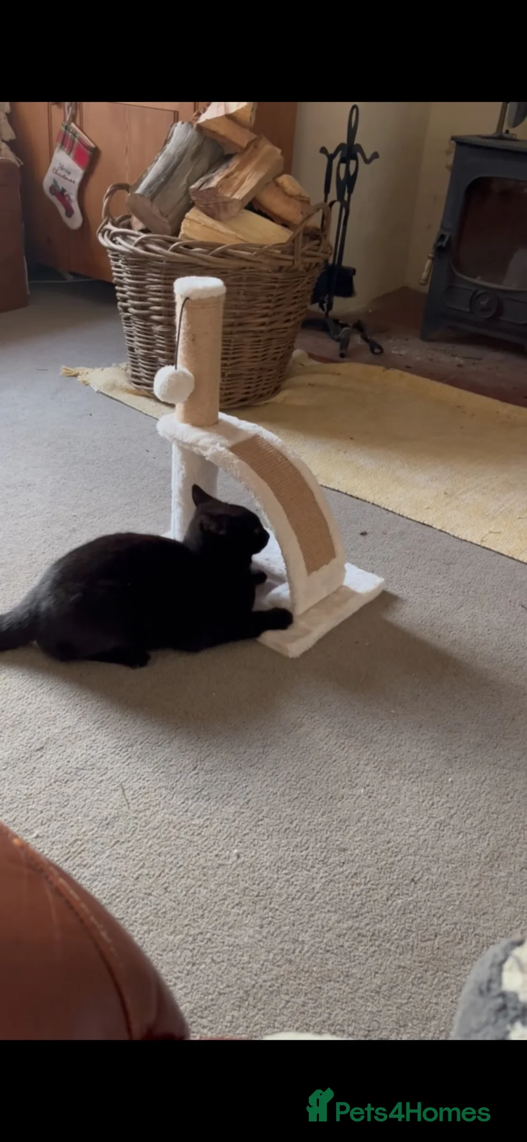 Domestic Shorthair cats for sale: 1 year old cat  in Norwich - Advert 2