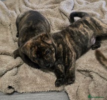 Mixed Breed dogs Chaffy puppies Chow x Staffy - Advert 10
