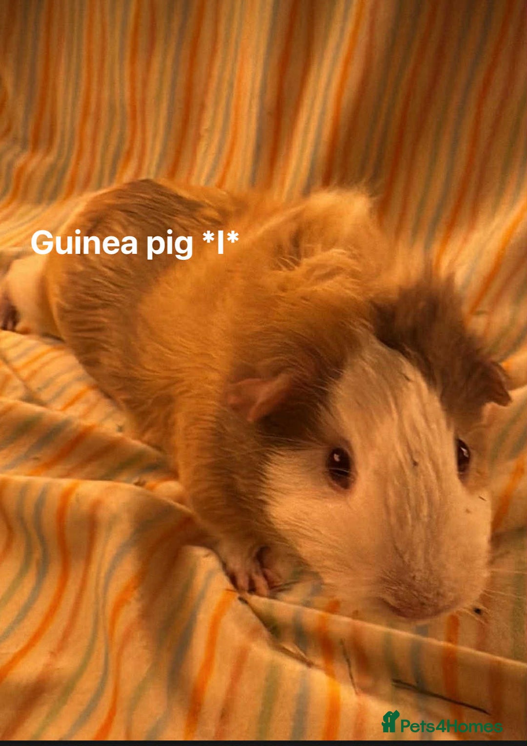 Guinea Pig rodents for sale: Mixed age female Guinea pigs for sale - Advert 8