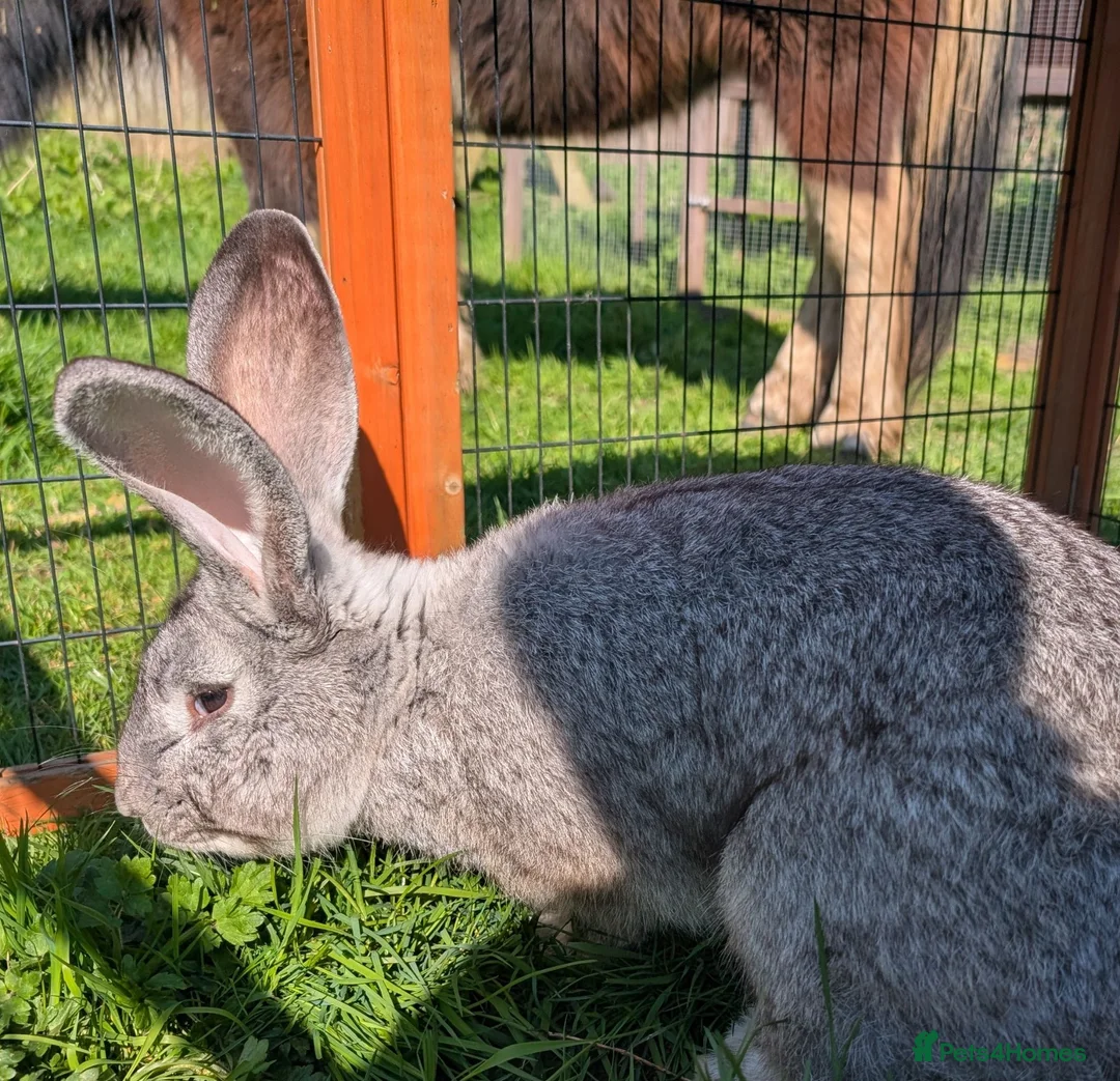 Continental Giant rabbits for sale: Continental Giant Rabbits For Sale - Advert 4