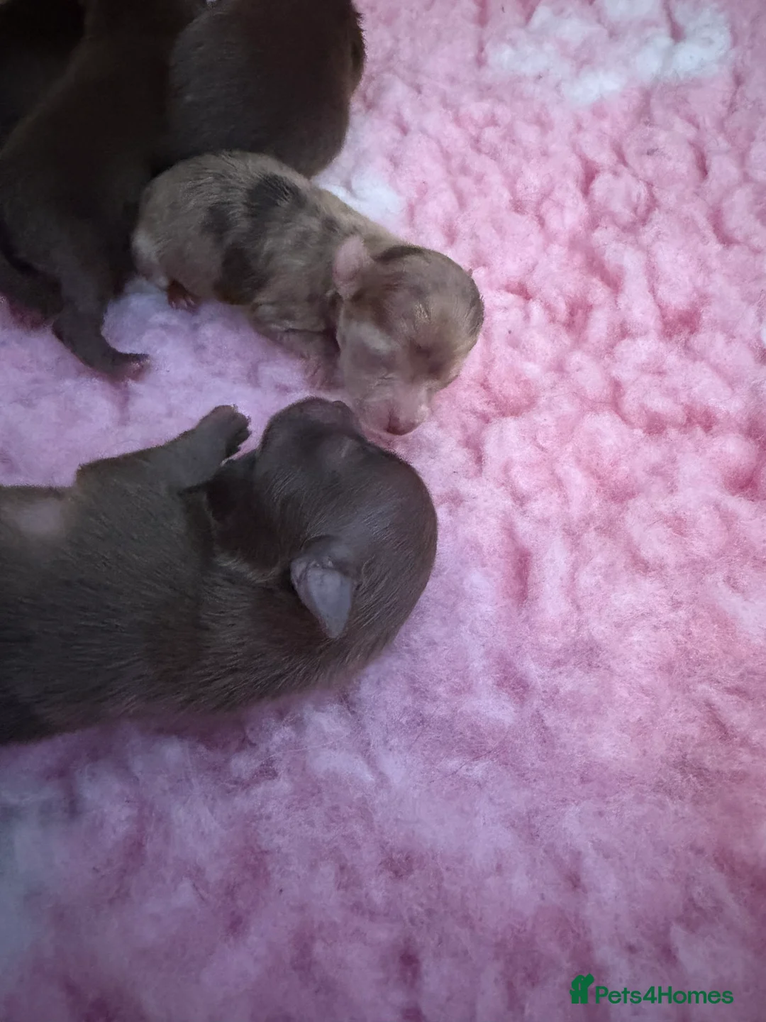 Pomeranian dogs for sale:  **  Pomeranian puppies Merle and lilac carriers - Advert 2