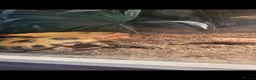 Tortoise reptiles for sale: Male 4 year old horsefield tortoise  in Darlington - Advert 8