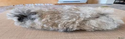 Guinea Pig rodents for sale: Gorgeous boys looking for 5* home - Advert 9