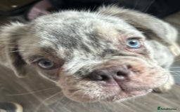 French Bulldog dogs for sale: x2 boys🔥🐾Ready Now🔥🐾Fluffy French bulldogs🔥🐾 in Rotherham - Image 35