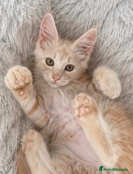 Maine Coon cats 1 boy left very Rare Maine Coon Kitten TICA Active - Advert 1
