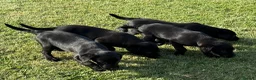 Labrador Retriever dogs for sale: Mr stephen jones in Aylesbury - Advert 3