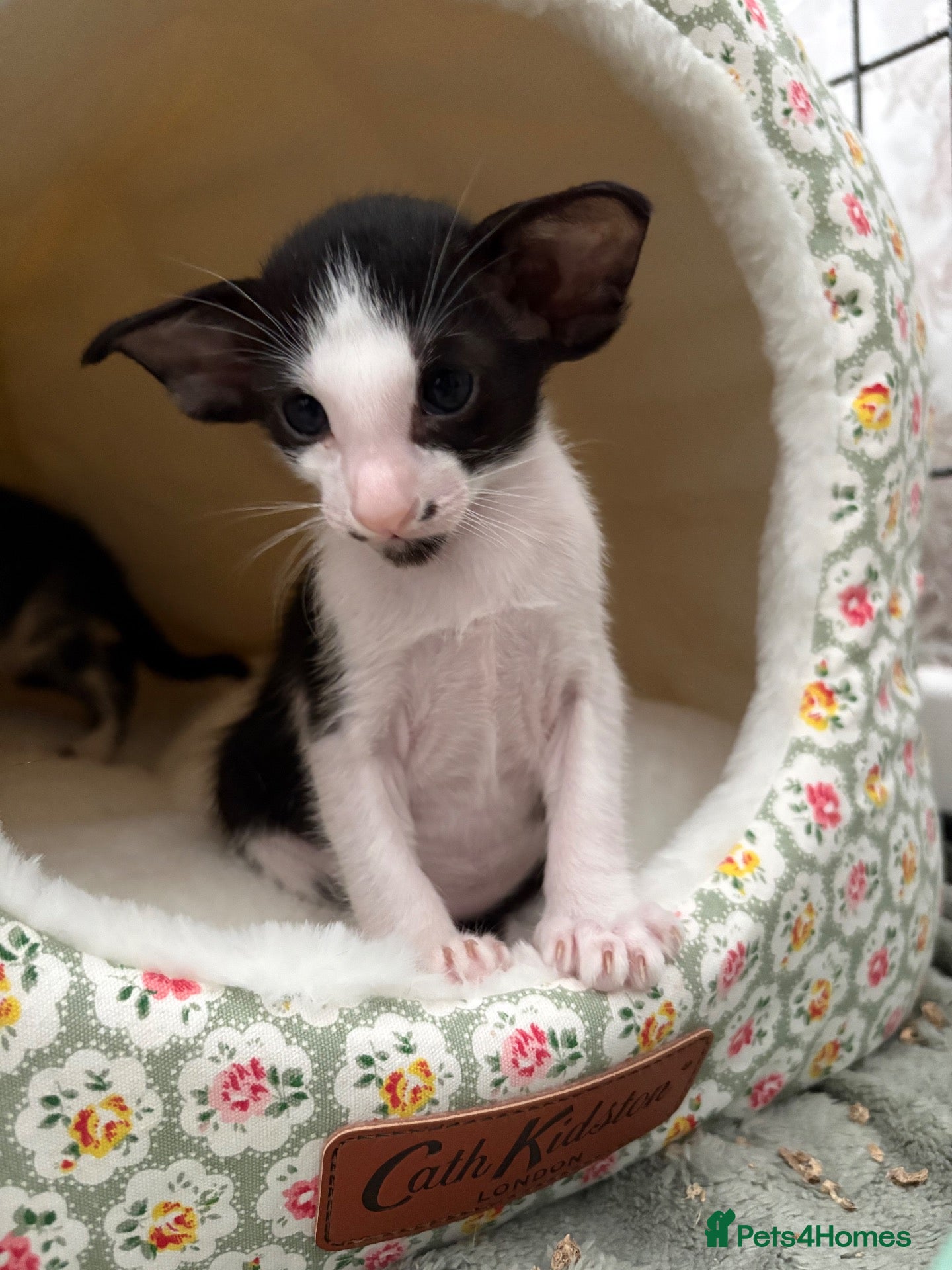 Oriental cats Male oriental kittens - Advert 7
