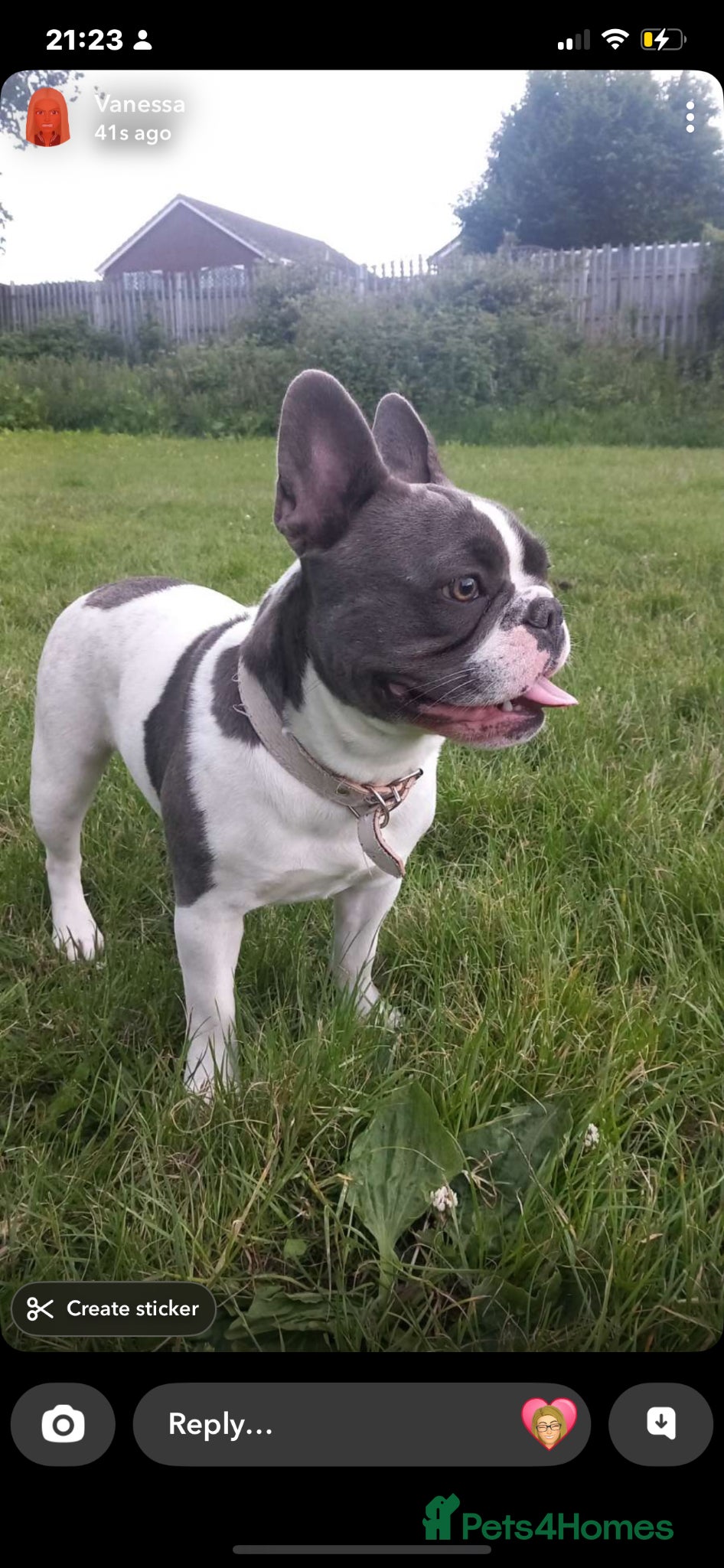 French Bulldog dogs for adoption: Darcy in Ellesmere Port - Advert 4