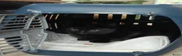 Mixed Breed cats for sale: Kitten 1 & Kitten 2 in Wallingford - Advert 21