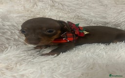 Miniature Dachshund dogs for sale: miniature dachshund puppies - Image 5