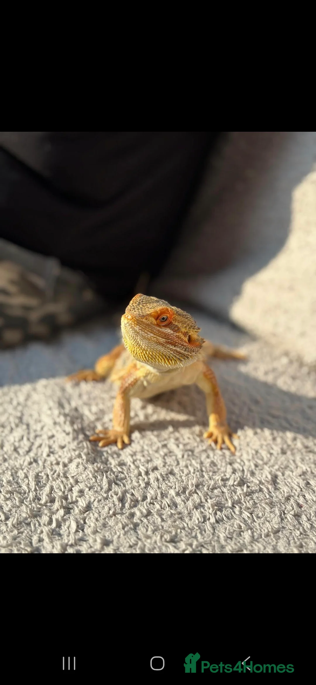 Bearded Dragon reptiles for sale: Beautiful Male Dragon  - Advert 3