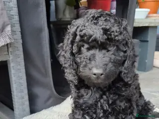 Cockapoo dogs Beautiful Black Cockapoo Boy – - Advert 18