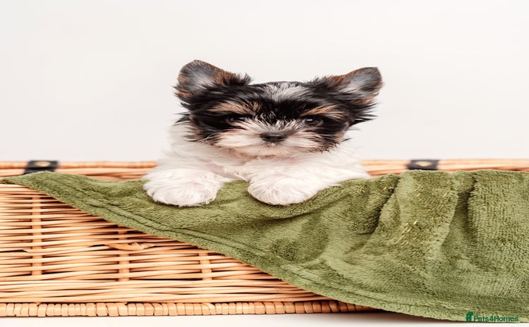 Yorkshire Terrier dogs Pure breed Terrier puppies 4 Generation - Advert 1