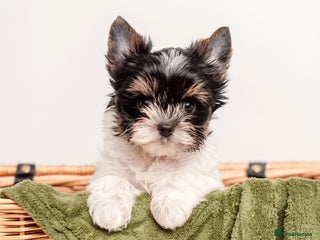 Yorkshire Terrier dogs Pure breed Terrier puppies 4 Generation - Advert 7