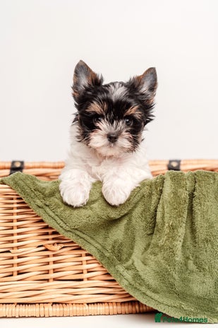 Yorkshire Terrier dogs Pure breed Terrier puppies 4 Generation - Advert 1