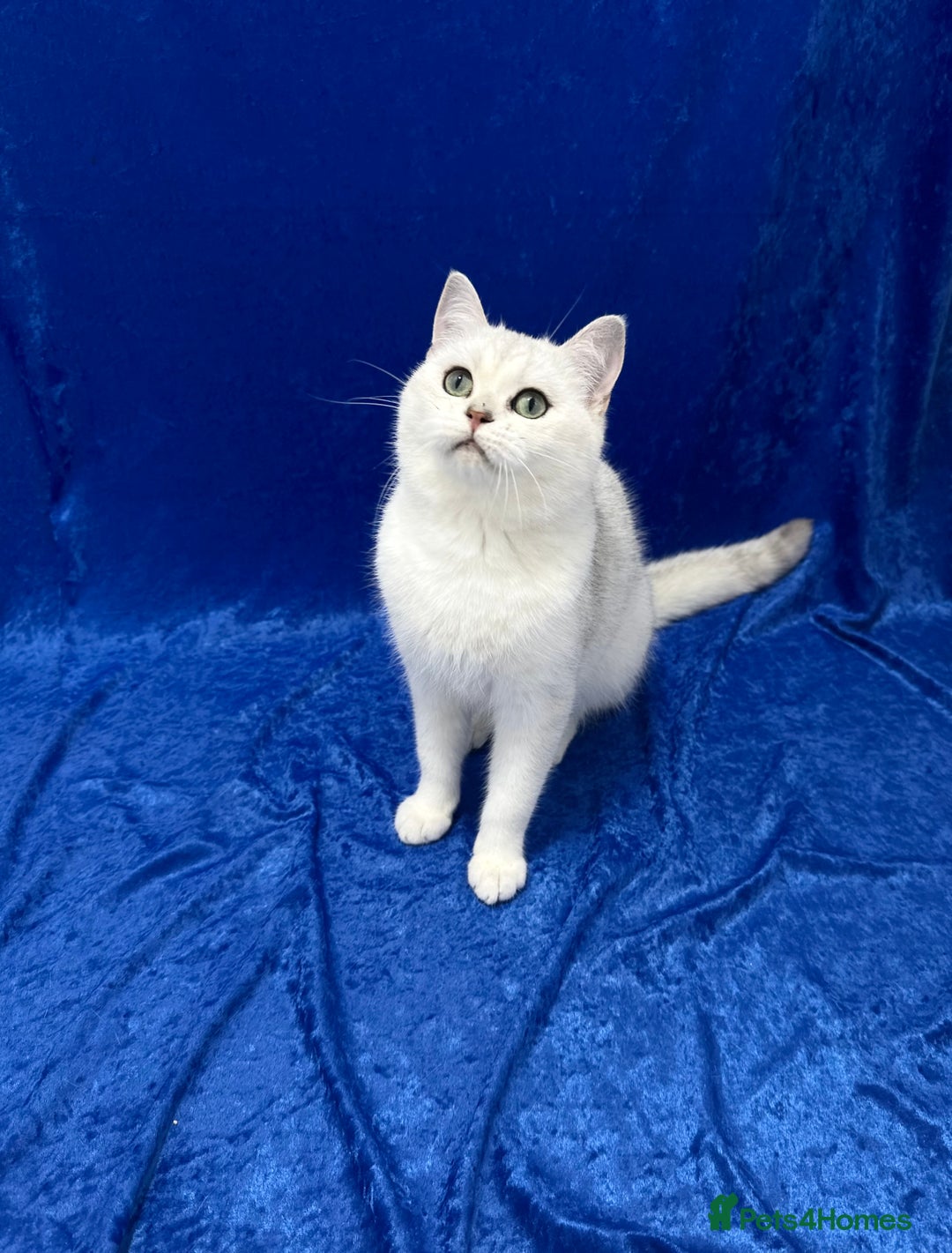 British Shorthair cats for sale: Active registered GCCF British short hair male  - Advert 1