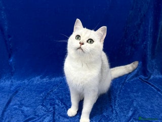 British Shorthair cats - Advert 20