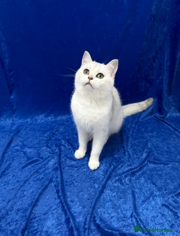British Shorthair cats - Advert 15