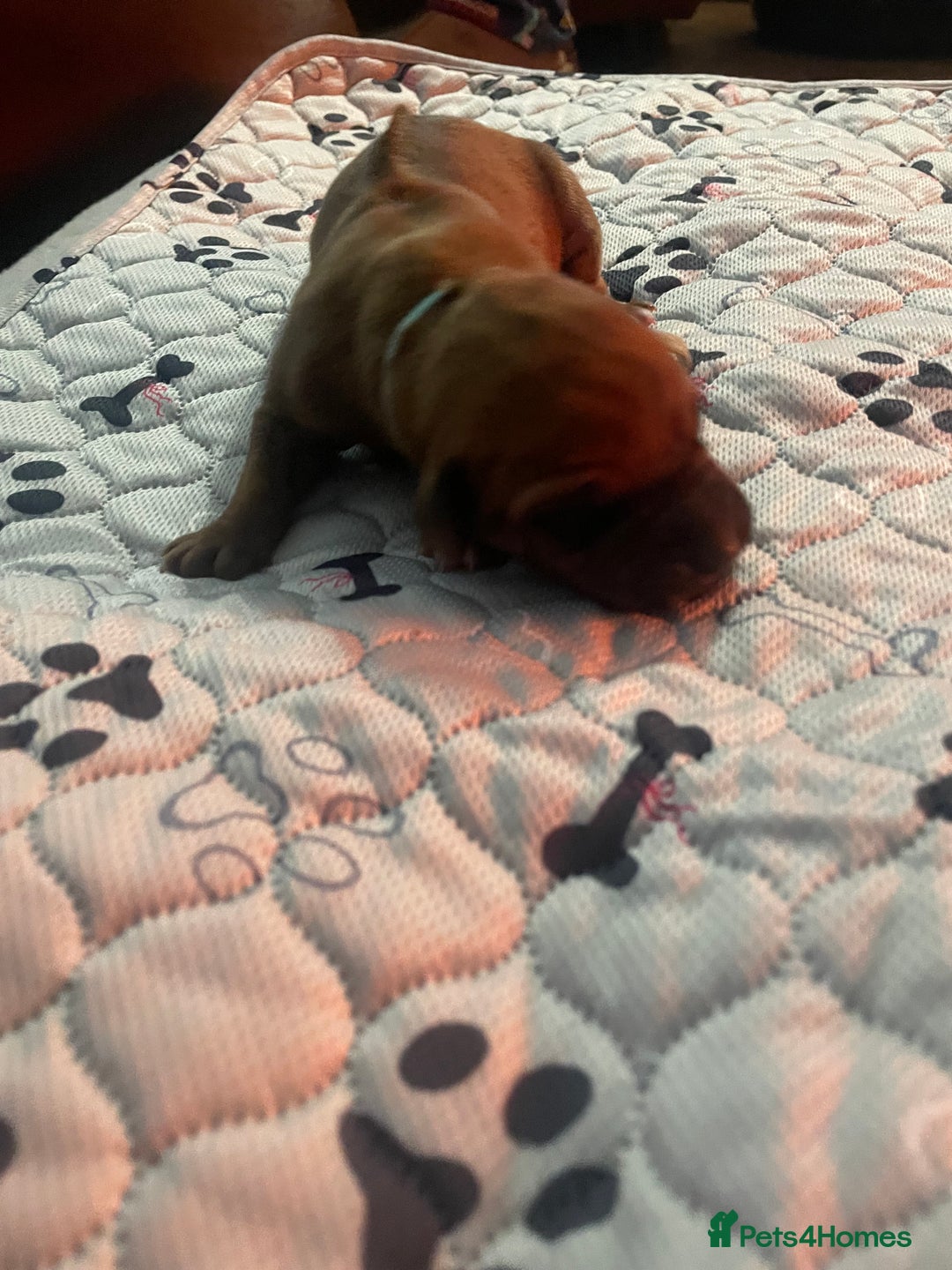 Rhodesian Ridgeback dogs for sale: Beautiful Rhodesian Ridgeback pups - Advert 15