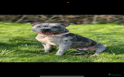 Staffordshire Bull Terrier dogs for sale: Blue and Merle girl Staffordshire Bull Terrier - Image 7