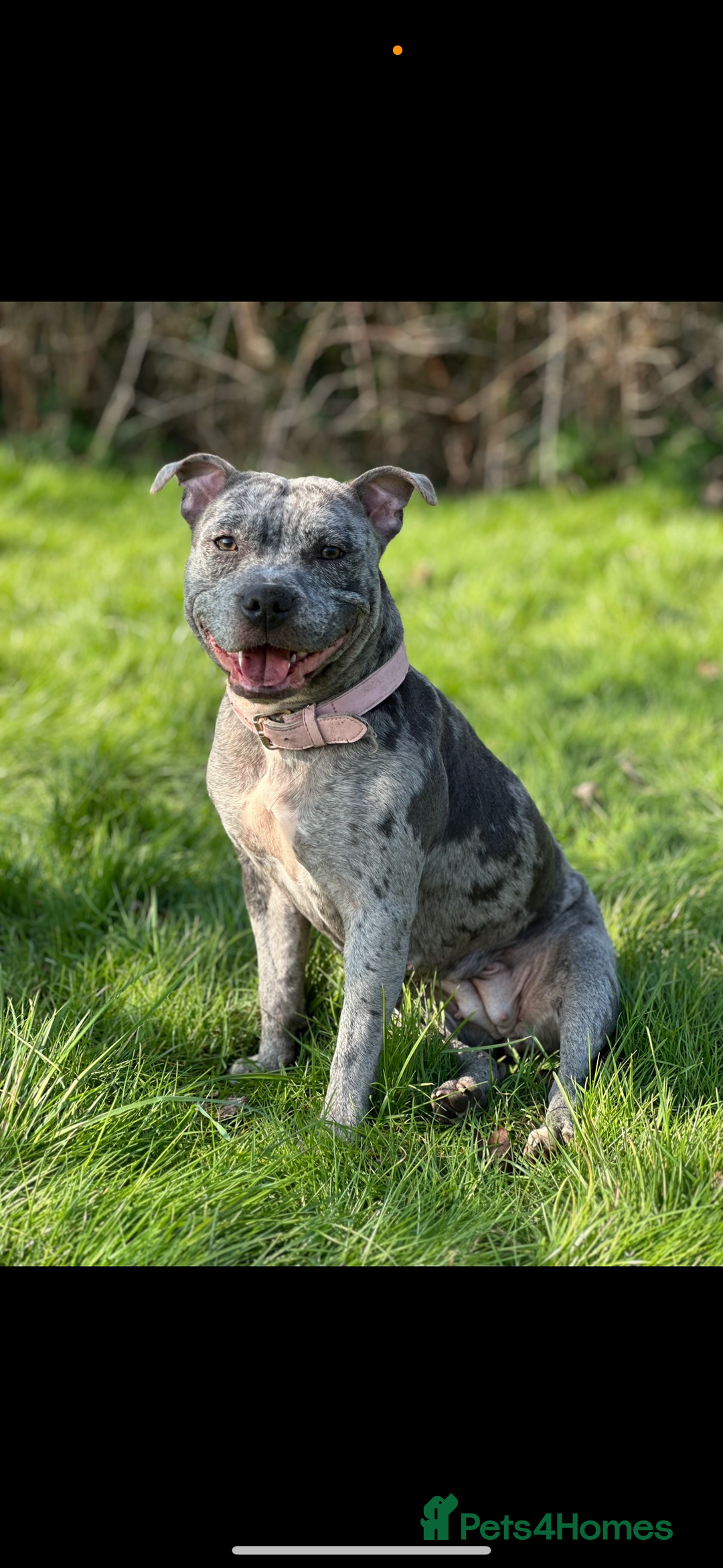 Staffordshire Bull Terrier dogs for sale: Blue and Merle girl Staffordshire Bull Terrier - Image 7