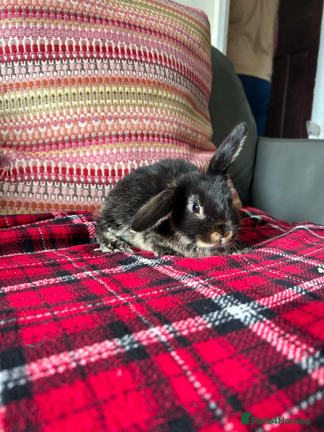 Mini Lop rabbits for sale: Mixed litter mini lops  - Advert 5