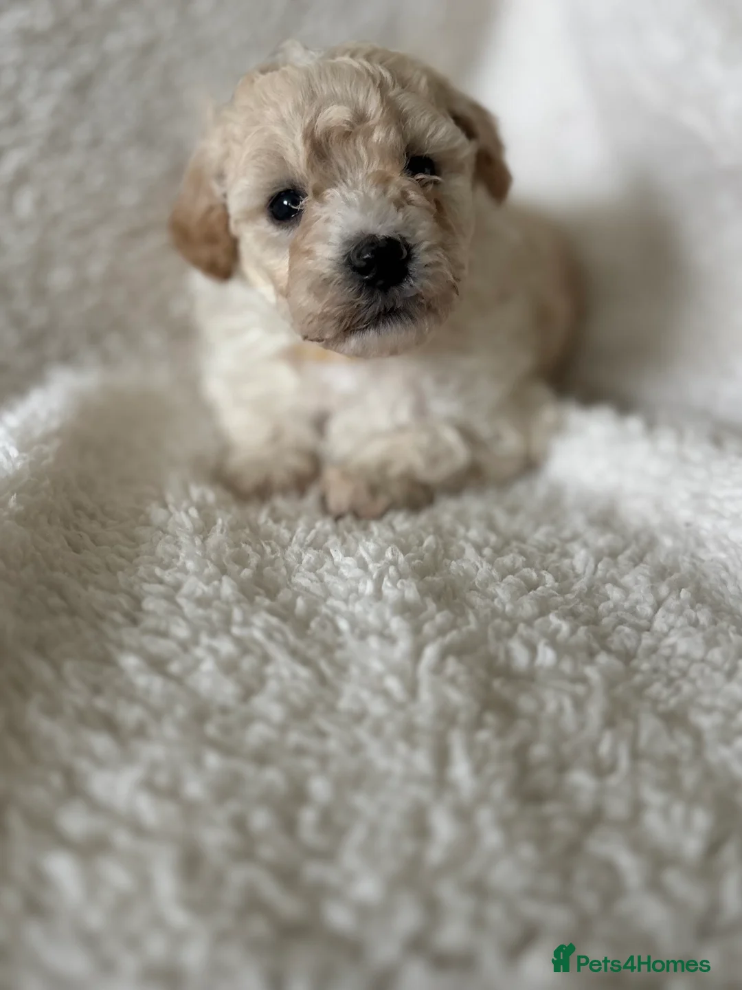 Poochon dogs for sale: One boy remaining - Advert 28