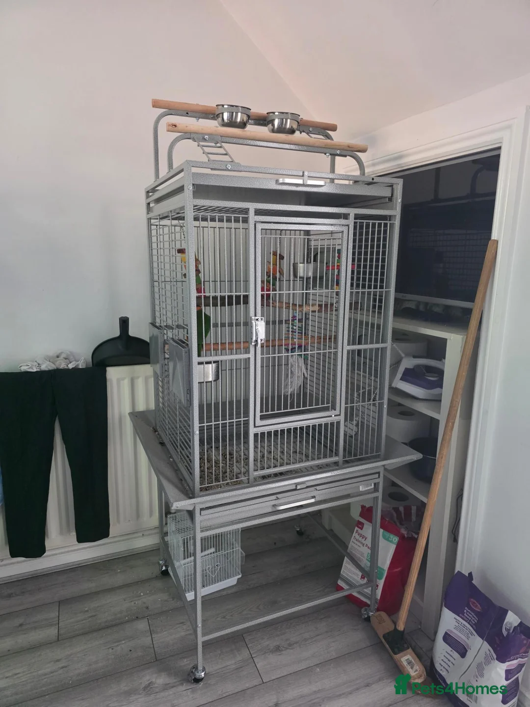 Parrots birds for sale: Black headed caique - Advert 2