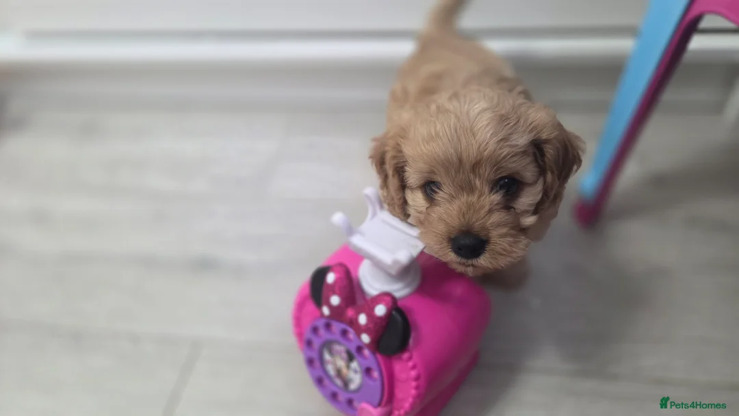 Cavapoo dogs for sale: Beautiful Cavapoo Puppies – Ready from 7th March - Advert 8