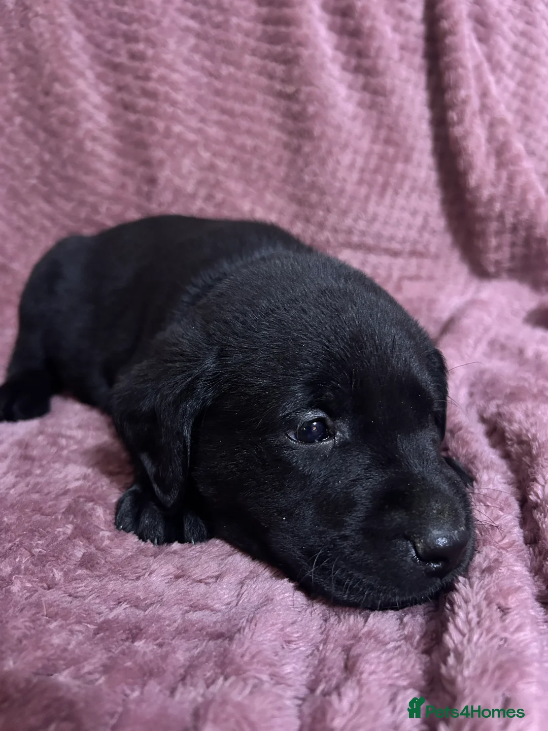 Labrador Retriever dogs for sale: KC Registered, Health Tested Labradors  - Advert 20