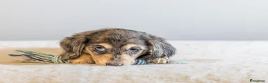 Miniature Dachshund Puppy 3