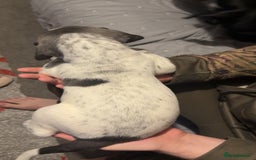 Mixed Breed dogs for sale: Bedlington X pointer  - Advert 2