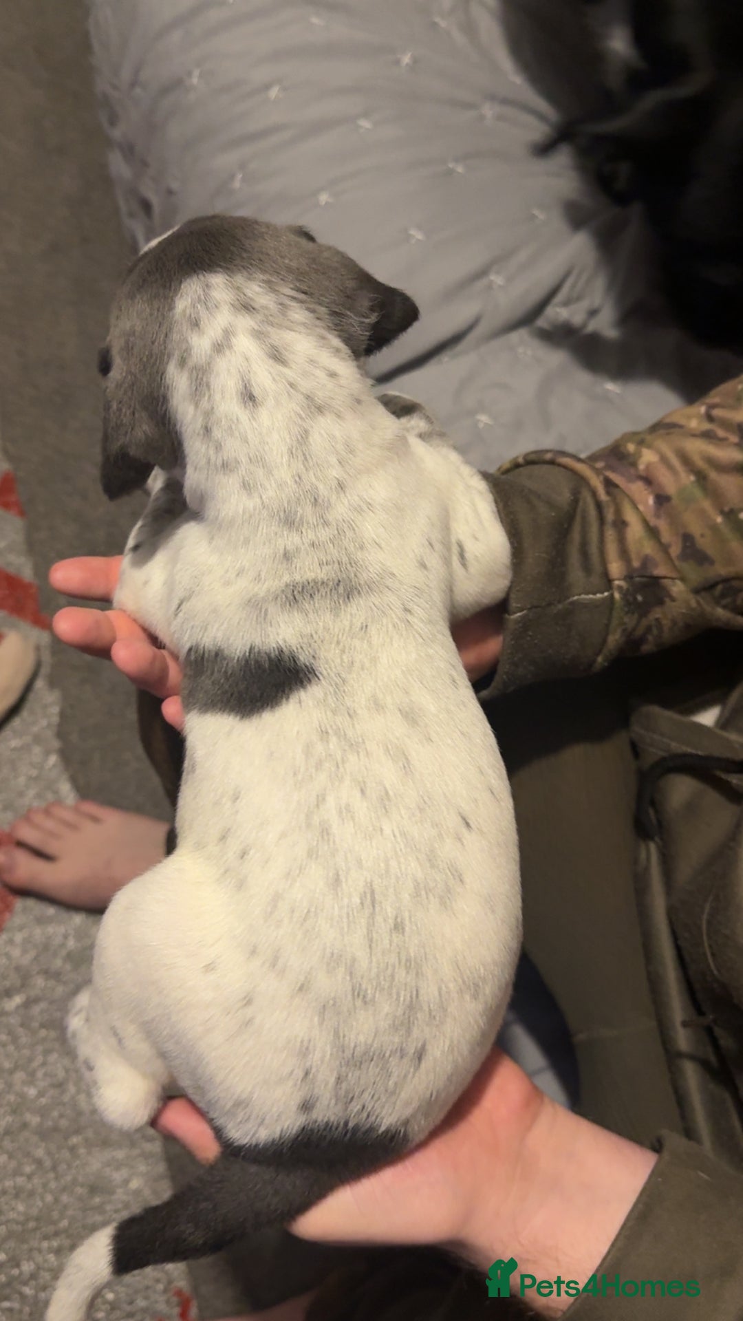 Mixed Breed dogs for sale: Bedlington X pointer  - Advert 2