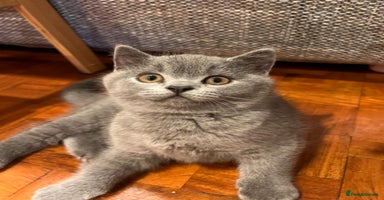 British Shorthair cats - Advert 9