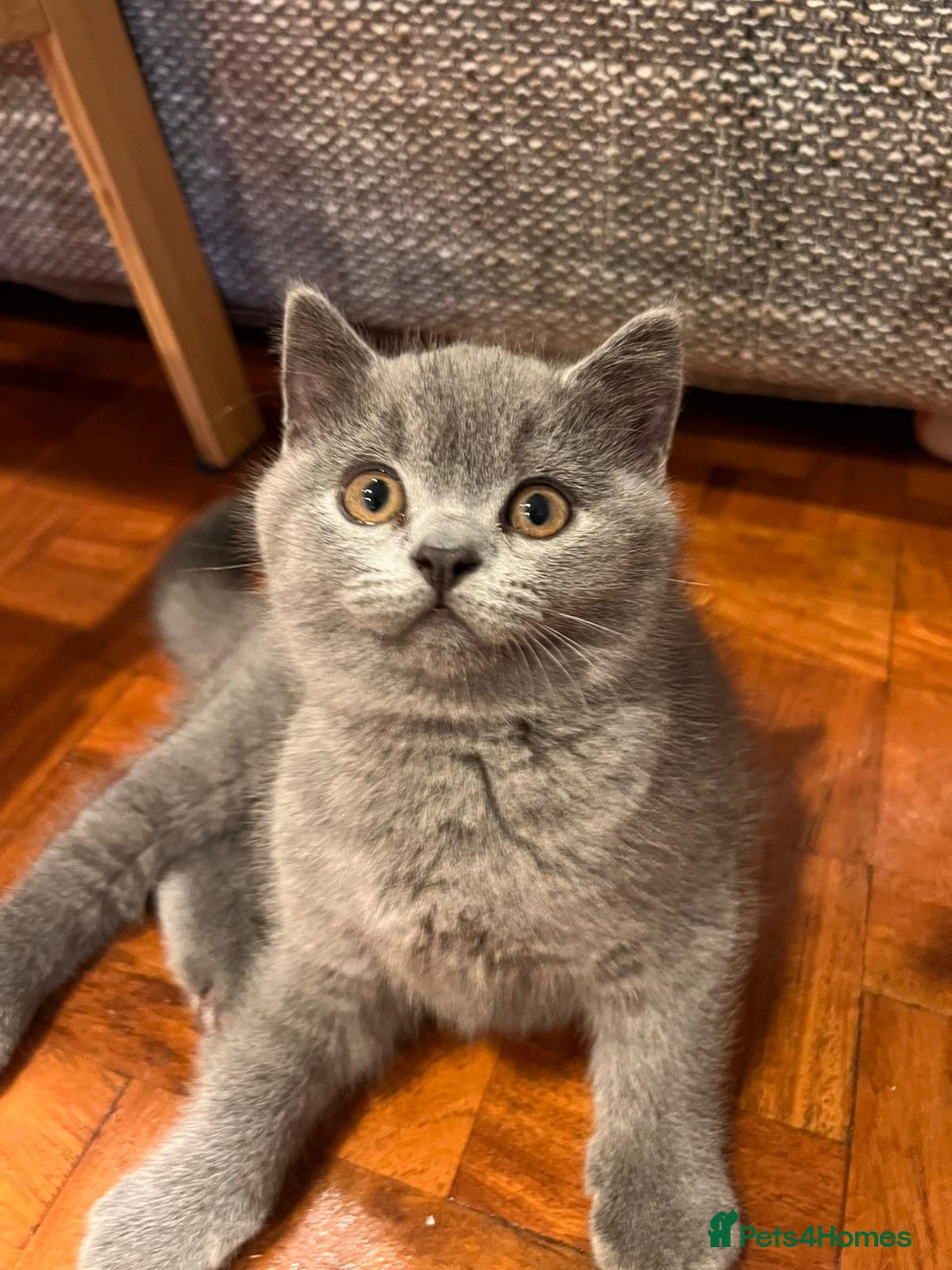 British Shorthair cats for sale: GCCF Registered Championship Line BSH Kittens - Advert 24