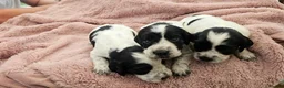 Cocker Spaniel dogs for sale: Beautiful Blue roan cocker spaniels for sale - Advert 17